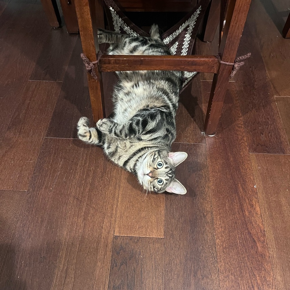 Small Dog or Cat Under the Chair Hammock Handmade - HOST PICK!!! - Picture 6 of 8